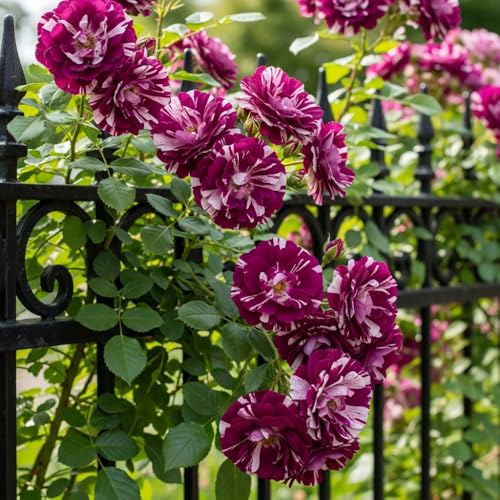 6 Months Old Climbing Rose Live Plant, Well Rooted 5-9 Tall, No Leaf, Ready to Plant Indoor Outdoor, Climber Rose Bush, Hybrid Tea Rose Like, Very Fragrant, Long Bloomer (Purple Striped) - Image 5