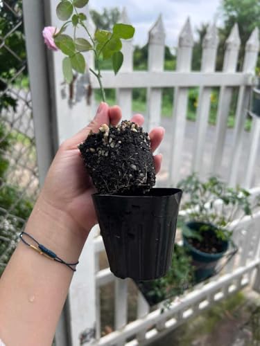 6 Months Old Climbing Rose Live Plant, Well Rooted 5-9 Tall, No Leaf, Ready to Plant Indoor Outdoor, Climber Rose Bush, Hybrid Tea Rose Like, Very Fragrant, Long Bloomer (Purple Striped) - Image 4